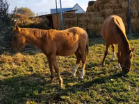 Chevaux (lot, sexe non indiqué), Thoroughbred horse — photo 4