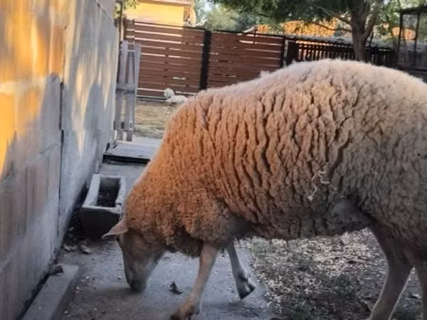 母羊, Sheep