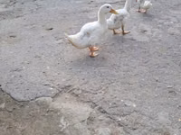 Ducks — फ़ोटो 1