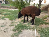 公羊, Baerchuke sheep — 照片 4