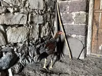 Chickens — Foto 8