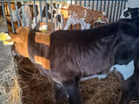 Kuh, Russian Black pied cattle — Foto 4