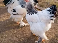 Chickens — photo 5