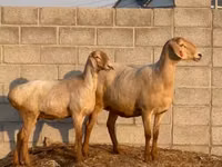 Schaf, Edilbay sheep — Foto 1