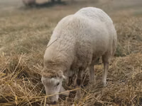 Carnero, Bardhoka sheep — foto 3