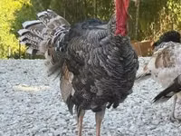 Turkeys — 照片 2