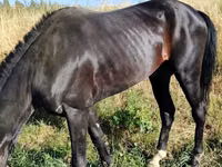 Pferde (Partie, Geschlecht nicht angegeben), Hanoverian — Foto 5