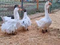 Geese — फ़ोटो 2