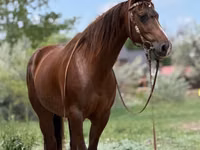 Stute, Quarter Horse — Foto 1