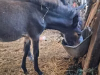 Jument, Chevaux — photo 1