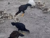 Chickens — फ़ोटो 5