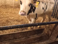 Bull, Russian Black pied cattle — photo 5