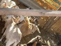 बकरियाँ (लॉट, लिंग निर्दिष्ट नहीं), बकरियाँ — फ़ोटो 3