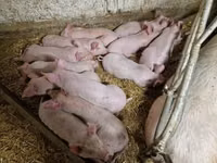 Pigs (batch, sex not specified), Pigs — photo 3