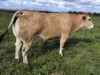 公牛, Partenaise cattle — 照片 1