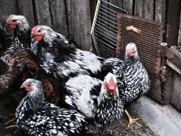 Chickens
