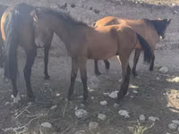 Cheval, Russian Don — photo 7