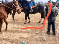 公马, Russian warmblood — 照片 4