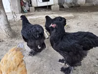 براهما — الصورة 4