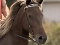 Yegua, Rocky Mountain Horse — foto 4