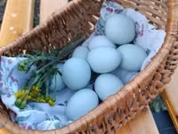 Chickens — photo 4