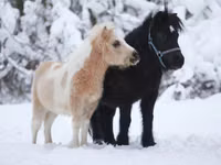 Caballo, American shetland pony — foto 5