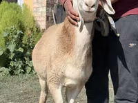 मेढ़ा, Arashan sheep — फ़ोटो 3