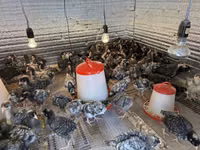 Chickens — photo 6