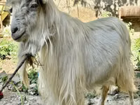 母山羊, Irish goat — 照片 3