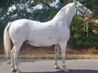 Jument, Lipizzaner — photo 3