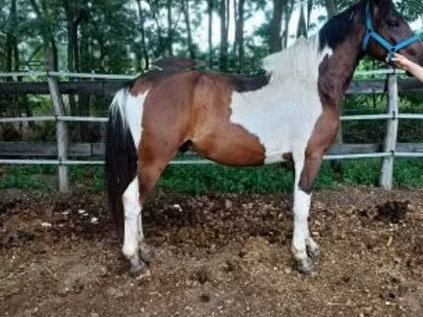 Horse (M), Friesian