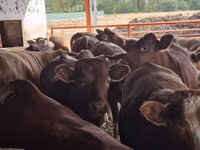 Taureau, Simmental cattle — photo 5