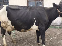 Vaca, Russian Black pied cattle — foto 2