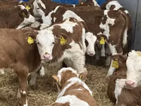أبقار (دفعة، الجنس غير محدد), Simmental cattle — الصورة 7