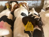 أبقار (دفعة، الجنس غير محدد), Simmental cattle — الصورة 2
