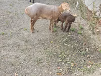 Brebis, Arashan sheep — photo 4