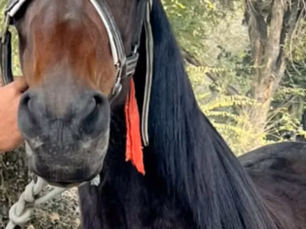 Jument, French Trotter