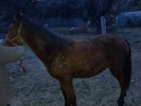 Hengst, Tiger horse — Foto 2