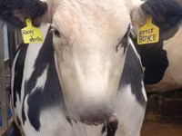 Vache, Race Holstein — photo 2
