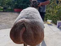 Sheep, Arashan sheep — photo 4