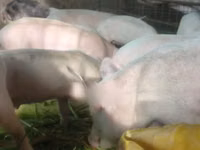 Porcs (lot, sexe non indiqué), Porcs — photo 5
