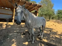 公马, Oldenburg horse — 照片 5