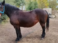 Mare, Horses — photo 3