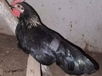 Chickens — photo 5
