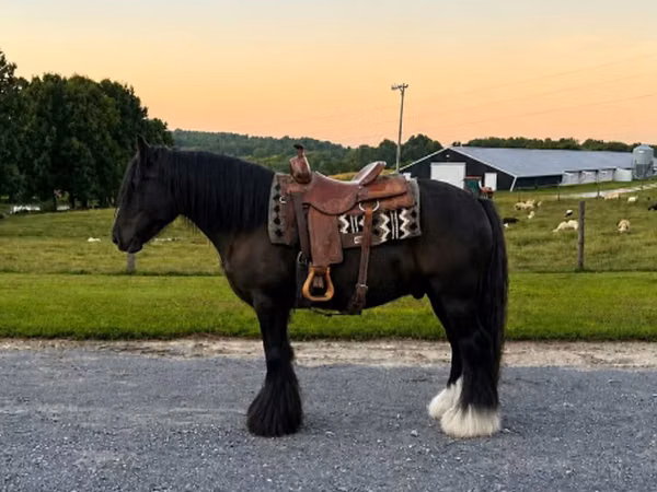 公马, Gypsy horse