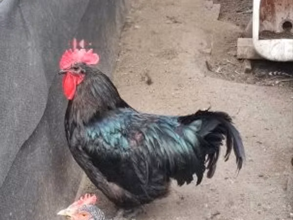 أوسترالورب