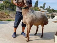 Sheep, Arashan sheep — photo 3