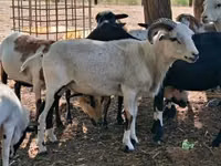 Sheep, Cameroon sheep — photo 8