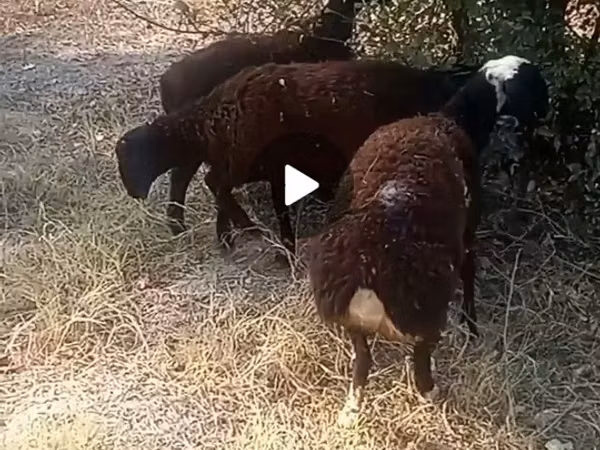 كبش, الأغنام