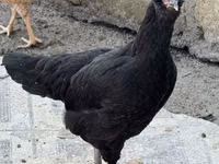 Ameraucana — foto 4